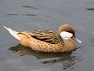 White-Cheeked Pintail (WWT Slimbridge June 2011) - pic by Nigel Key